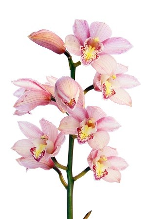orchid_flowers_plant