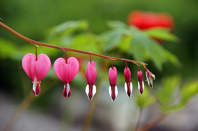 homeopathy surge because people love it - bleeding heart plant