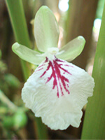 cardamom flower