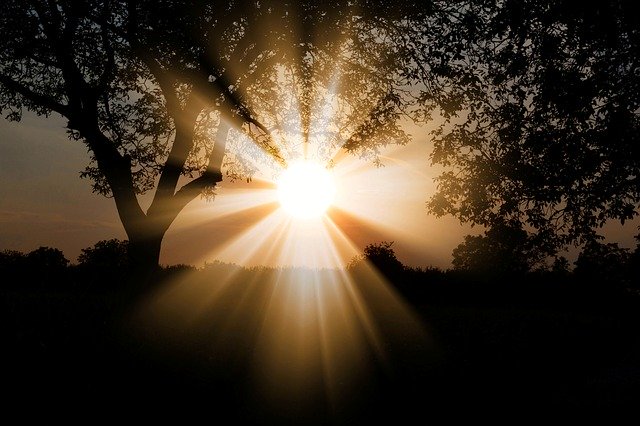 sun streaming through trees