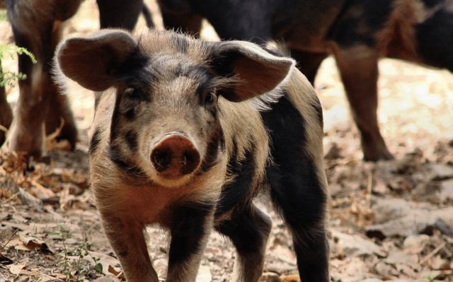 homeopathy research on piglets was successful