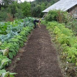 planting vegetable garden layout