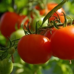 agrohomeopathy remedies can help tomatoes to grow well