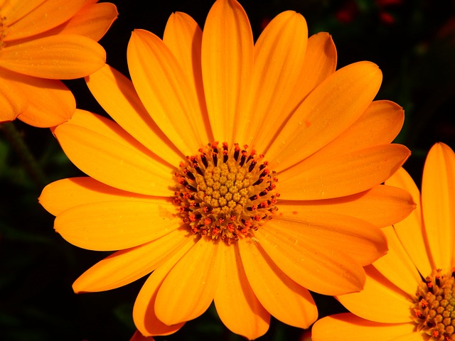 Calendula officinalis showing all the little internal flowers. The petals can be used to make calendula tea