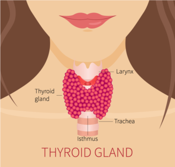 Thyroid Gland image