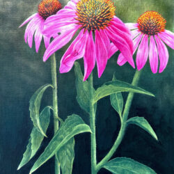 Echinacea plant painting by Belinda Elliott