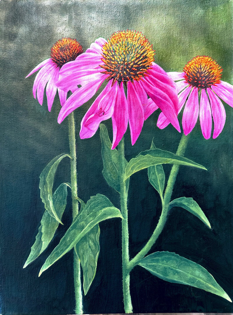 Echinacea plant painting by Belinda Elliott