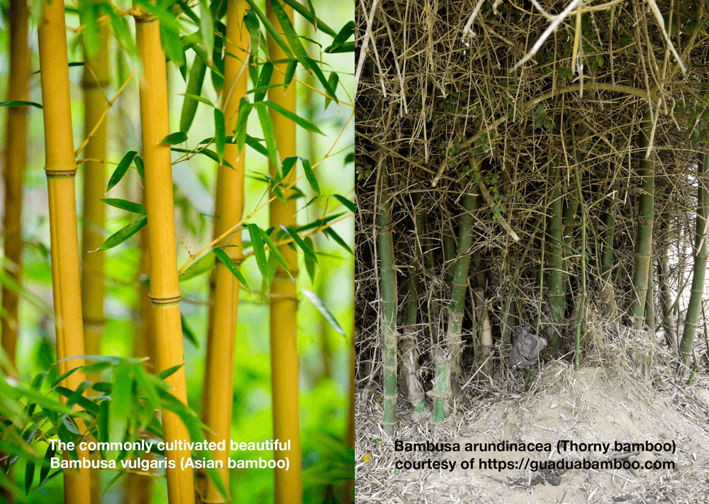 comparing elegant bamboo with thorny bamboo