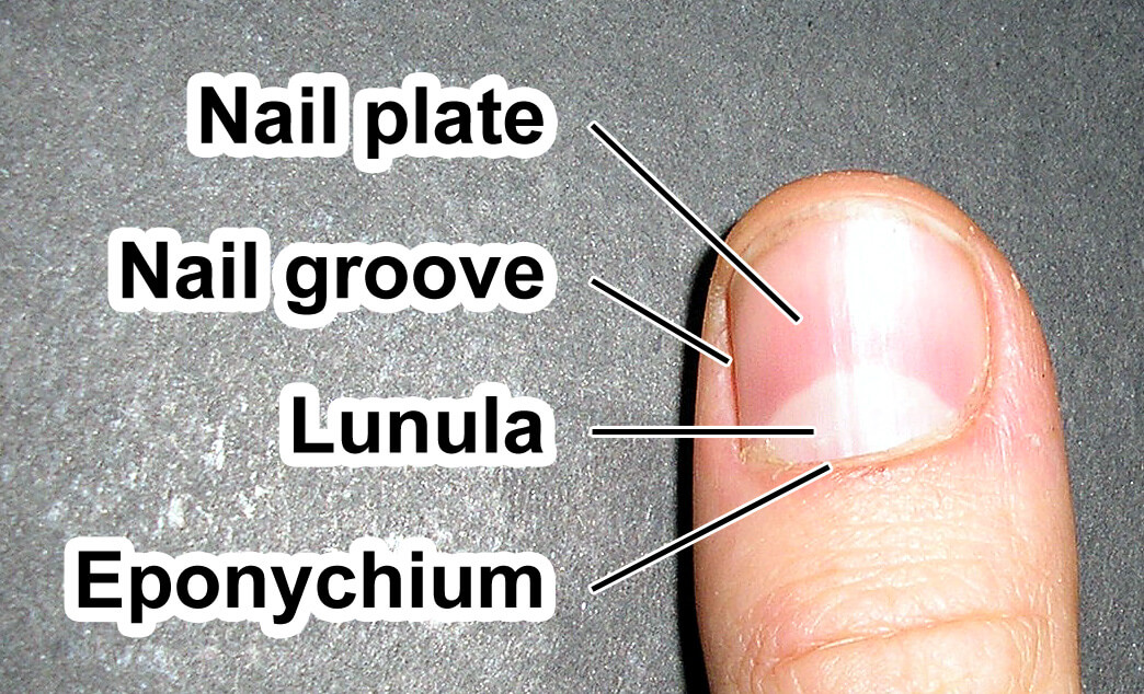 Lunula of the fingernail